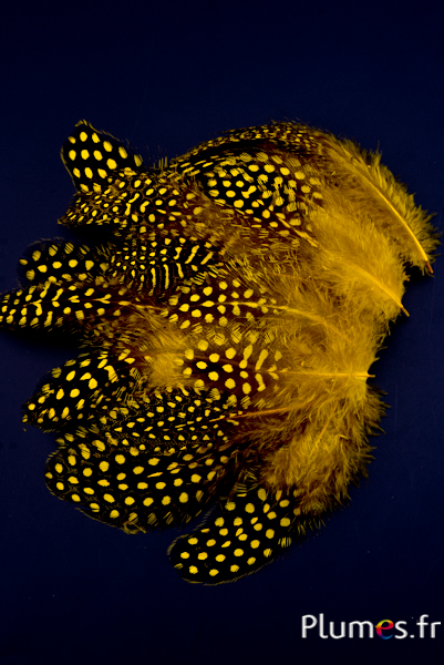 Pintade de Numidie - 3-6 cm - jaune